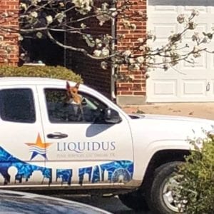 a dog sticking its head out of a truck