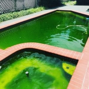 pool water green from algae