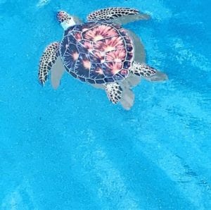 turtle decal in pool plaster